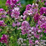 PERENNIAL SWEET PEA Lathyrus Latifolius Hardy Climber Climbing Vine Pink Flowers, 5 Rare Seeds