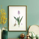 Orchid botanical print from 1959 vintage poster original ornamental plant illustration