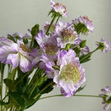 Faux Scabiosa Flower Stem / High Quality Artificial Flower / DIY Floral / Wedding / Home Decoration / Gifts / Light Purple