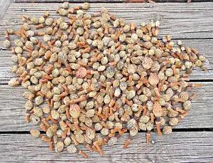 Over 200 3lb 10oz Texas Southern Magnolia Sm Seed Pod Cones for Crafting