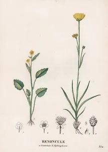 Ranunculus Flower Flower Botanic Copper Stitch Engraving Saint-Hilaire