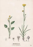 Ranunculus Flower Flower Botanic Copper Stitch Engraving Saint-Hilaire