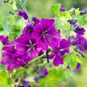 30 seeds Hollyhock (Malva Sylvestris Mauritiana)