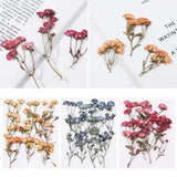 Decoration DIY Real Dried Flowers Pressed Flowers Manual Embossed Plant