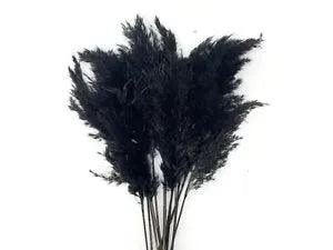 5 Pieces -18-20" Dyed Black Preserved Dried Plume Pampas Reed Grass Wedding Arch