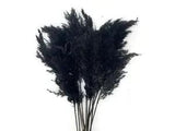 5 Pieces -18-20" Dyed Black Preserved Dried Plume Pampas Reed Grass Wedding Arch