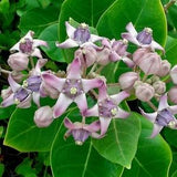 GIANT MILKWEED CALOTROPIS Crown Flower Rare Unique Hardy Perennial 5 Seeds