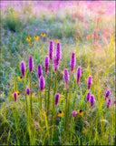 Nature Photography, Flowers, Prairie, Searles Prairie, Wildflowers, Blazing Star, Liatris - Etsy Flower Delivery