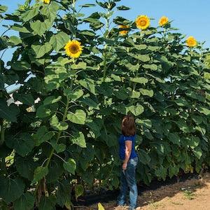 12 Feet Tall Russian Mammoth Sunflower 15 Seeds