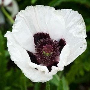 20 + seeds Papaver orientale  ??White Royal Wedding??  (Oriental Poppy)
