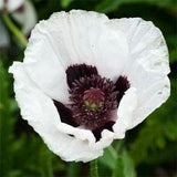 20 + seeds Papaver orientale  ??White Royal Wedding??  (Oriental Poppy)