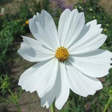 Cosmos Mix (Different Varieties) | 25 Seeds | Annual Cut Flower Seeds for Garden Planting