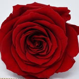 WINE RED / Large Red Roses Japanese Preserved, DIY Flower Arrangements, Wedding Decorations, Rose Gift