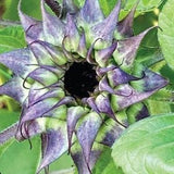 10+ seeds /  Sunflower Seeds / Sun-Fill Purple / Flower Seeds / Single Stem Sunflower / Unique Flower Seeds /Purple Green Sunflower / (#34)