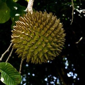 Annona purpurea 5 Seeds - Soncoya, yellow Flesh ilama - VERY RARE FRUIT
