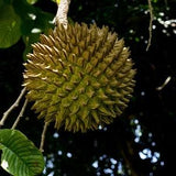 Annona purpurea 5 Seeds - Soncoya, yellow Flesh ilama - VERY RARE FRUIT