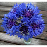 500 Organic Non-GMO Cornflower Blue Boy (Bachelor's Buttons)  Flower Seeds.