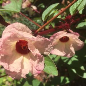 Organic Hibiscus sabdariffa flower seeds l Jamaican Tea seeds l Ireland