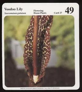 Voodoo Lily  My Green Gardens Guide Card Flowering House Plants