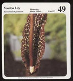Voodoo Lily  My Green Gardens Guide Card Flowering House Plants