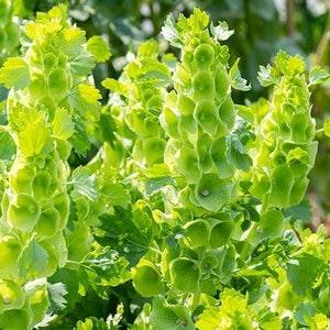 50 seeds Bells of Ireland - Shellflower Moluccella laevis