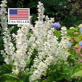 Salvia sclarea Vatican White / White Clary Sage / Hardy Perennial ** 20 Seeds