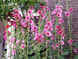 Rose tr¡§?mi¡§¡§re : 9 erreurs ¡§¡è ne pas faire pour avoir une belle floraison - Mon Jardin & ma maison Flower Delivery