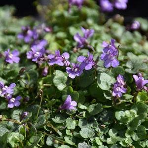 100 Pcs Kenilworth Ivy Seeds-Cymbalaria Muralis-FL245-Ivy-Leaved Toadflax- Self sowing Beautiful groundcover Flower-Coliseum Ivy