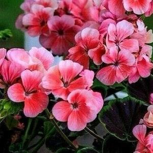 GERANIUM BLACK VELVET Mix Pelargonium Dark Chocolate Red Black Leaves Foliage, 3 Rare Seeds