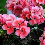GERANIUM BLACK VELVET Mix Pelargonium Dark Chocolate Red Black Leaves Foliage, 3 Rare Seeds