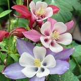 Columbine McKana??s Giant Mix (50 Seeds) Perennial Flower Seeds