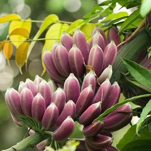 Musa itinerans Burmese Blue - Blue Banana - 5 seeds