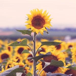 Sunflower in Weinviertel Austria on canvas and photo print mural nature landscape as wall decor living room bedroom