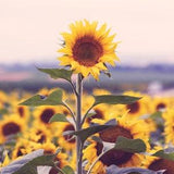 Sunflower in Weinviertel Austria on canvas and photo print mural nature landscape as wall decor living room bedroom