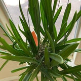 Lady of the Night Brassavola nodosa XL full hanging basket