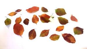 Dogwood Tree Leaves 20 Dried Natural Colorful Assortment Multicolor Crafts