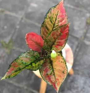 Aglaonema Hengheng Free Spathiphyllium Peace Lily Variegated