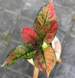 Aglaonema Hengheng Free Spathiphyllium Peace Lily Variegated