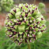 SPIDER ANTELOPE Horns MILKWEED Asclepias Viridis Horn Butterfly Monarch 5 Seeds
