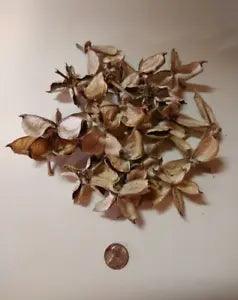 Cotton Pods Dried Botanical - 2 cups