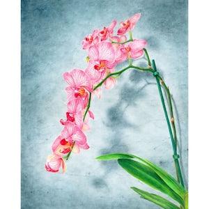 Orchid Drawing, Colored Pencil Wall Art, Botanical Illustration, Framed Artwork, Gift for Her, Housewarming Gift