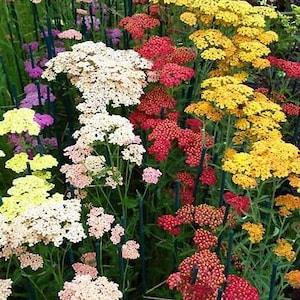 50+ Mix Yarrow Pastel  Flower Seeds- Summer Pastel - Greatly Useful Perennial-Achillea Millefolium- B422