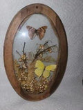 VINTAGE PRESSED DRIED FLOWERS And BUTTERFLY ART Oval Glass And Wood Frame