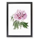 Pink Tree Peony Flower Framed Wall Art Poster Print Home Decor Picture Large