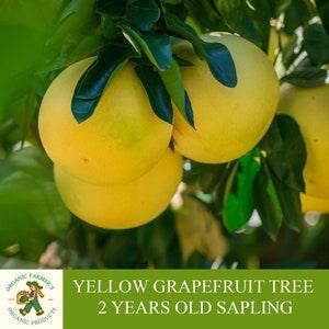 Yellow Grapefruit Sapling, Grafted Ready to Plant, Tuberous Soil, 2 Years Old, Abundant Fruiting, Yellow Grapefruit Tree, For Pot and Garden