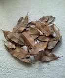 Magnolia leaves dried - Group of 25 -Great for holiday decorations;wreath; craft