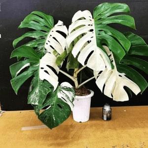Rare Highly variegated Monstera Deliciosa Albo Half Moon Rooted Nodes Cutting Wet Sticks FREE Phyto Free Shiping