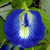 Blue Clitoria Flower , Ethnic Aparajita , Exotic Ternatea , Butterfly Pea -
