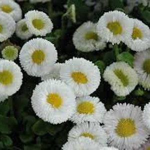 100+ English Daisy White Bellis Flower Seeds- Bellis Perennis English Daisy-White Super Enorma- Excellent Hardy Biennial-B450