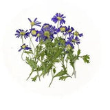 12PCS Real Pressed Dry Daisy with leaves stem for art Craft FHT08
